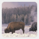 Search for np stickers Animal