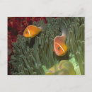 Search for damselfish Clownfish
