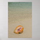 Search for caribbean posters Close up