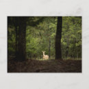 Search for white tailed deer Forest