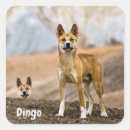 Search for dingoes Nature