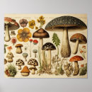 Search for vintage mushroom posters Antique