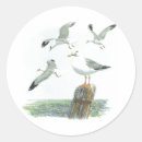 Search for gull stickers Birds