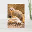 Search for meerkats cards Animal