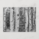 Search for birch postcards Bark