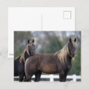 Search for rocky mountain horse Headshot