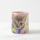 Search for baby kitten mugs Pet