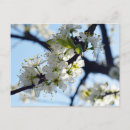 Search for plums postcards Plum tree