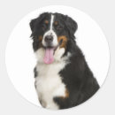 Search for berner stickers Dogs