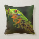 Search for eyed tree Amphibian