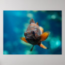 Search for rockfish Ocean