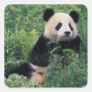 Search for giant panda bear stickers Sichuan province