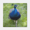 Search for male magnets Wildlife