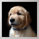 Search for baby animal posters Labrador retriever