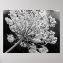 Search for lace posters Black and white