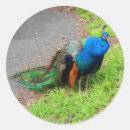 Search for peacock stickers Indian peafowl