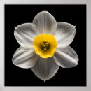 Search for white daffodil posters Narcissus