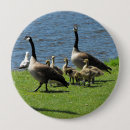 Search for bird family badges Animals