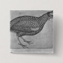 Search for album badges Pisanello