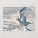 Search for snow birds postcards Snowy