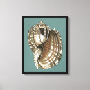 Search for seashells sea shells canvas prints Conch