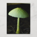 Search for wild mushrooms postcards Fungi