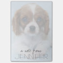 Search for cavalier king charles Puppy