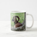 Search for bighorn mugs Nature