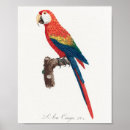 Search for parrot lover Rainbow
