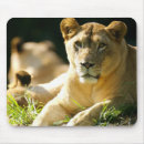Search for lioness mousepads Safari