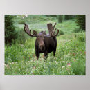 Search for moose art Antler