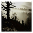 Search for morning mist Trees