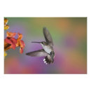 Search for ruby throated art Colourful