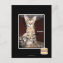 Search for morons postcards I can has cheezburger