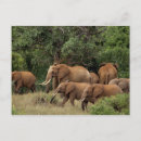 Search for african nations postcards Tree