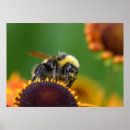 Search for bumble bee posters Black and yellow