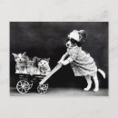 Search for funny cats and dogs postcards Vintage