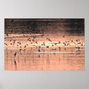Search for swallows posters Animals
