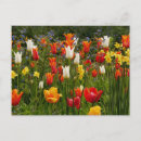 Search for white daffodil postcards Yellow