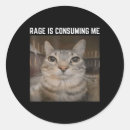 Search for cat meme stickers Kitten