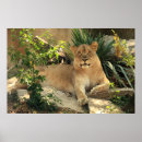Search for habitat posters Endangered