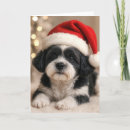 Search for shih tzu christmas cards Pet