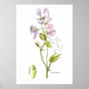Search for sweet pea art Watercolor