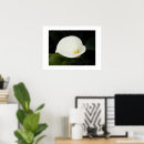Search for arums posters Botanical