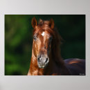 Search for andalucian Stallion