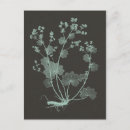 Search for charcoal grey postcards Flower