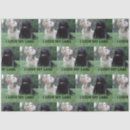 Search for squirrel pictures gift wrap Animal