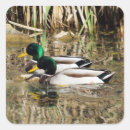 Search for duck hunter stickers Bird