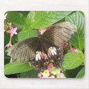 Search for swallowtail butterfly mousepads Butterflies