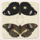 Search for insect coasters Butterflies